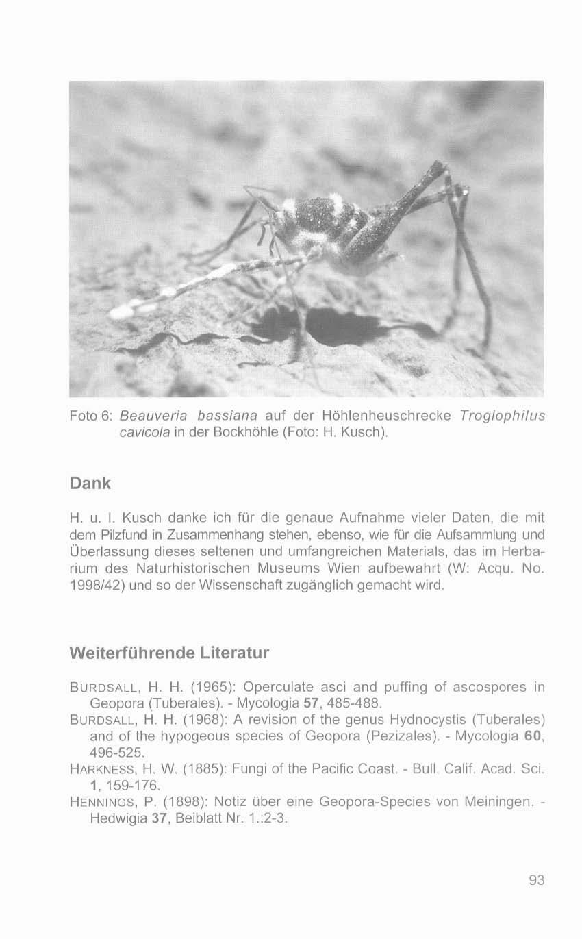 Foto 6: Beauveria bassiana auf der Hählenheuschrecke Troglophilus cavicola in der Bockhähle (Foto: H. Kusch). Dank H. u. I.