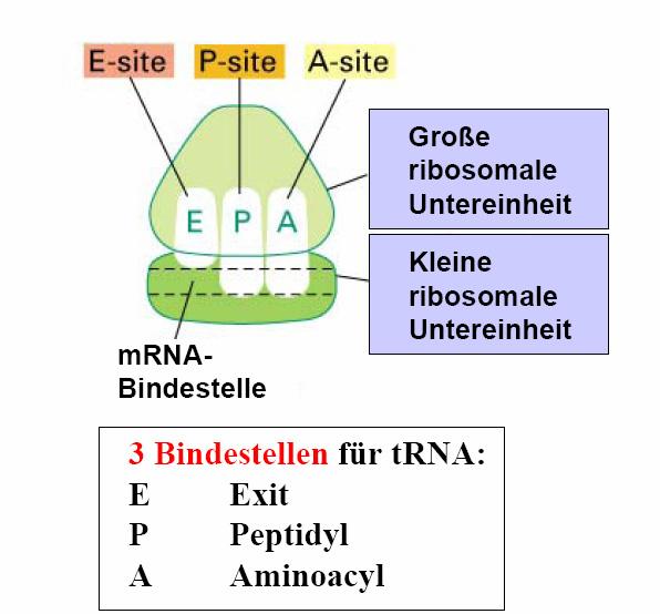 t-rna-bindestellen am Ribosom 3 Bindungsstellen für t-rnas A: Aminoacyl: Bindungstelle für neue beladene t-rna
