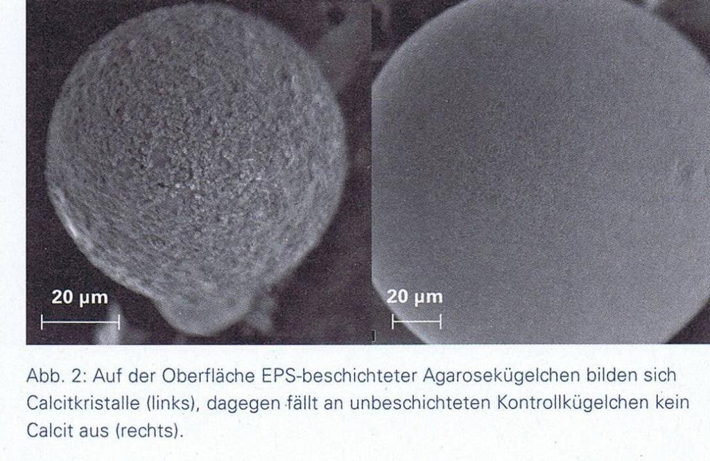 Eigenschaften von Fadenalgen und Biofilmen (1) Biofilme stehen mit der Umgebung in enger Wechselwirkung.