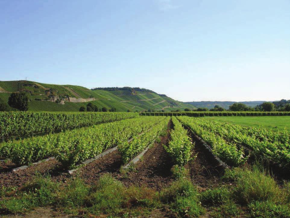 Erhaltung seltener Rebsorten in Rheinland-Pfalz Arno Becker, Weinbauberater am DLR