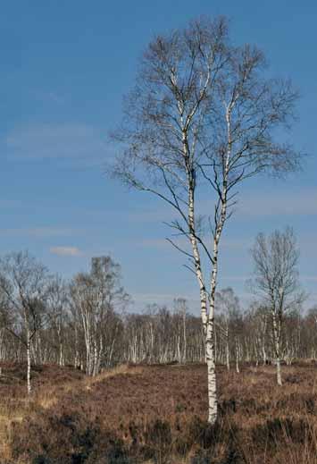 Kohlenstoffvorräte im Waldboden Kohlenstoffvorräte im Waldboden von Schleswig-Holstein Ergebnisse der zweiten Bodenzustandserhebung im Wald (BZE II) Jan Evers und Cihan T.