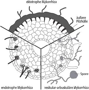 Wurzelknöllchen, Flechten sowie Mykorrhiza.