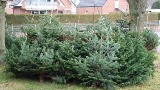 Zur Saison Schon im Mittelalter wurden Bäume geschmückt Bäume standen für Gesundheit und Lebenskraft Ab Anfang Dezember gibt es bei uns wieder Weihnachtsbäume.