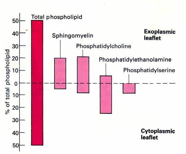 Membranphospholipide (PL) Verteilung der PL innen vs.