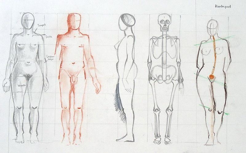 Der menschliche Körper (Themenbereich Selbstdarstellung) Übung: Die menschlichen Proportionen: Klebe die Kopie des Proportionsschemas in dein Heft. Studiere den Aufbau des menschlichen Körpers genau.