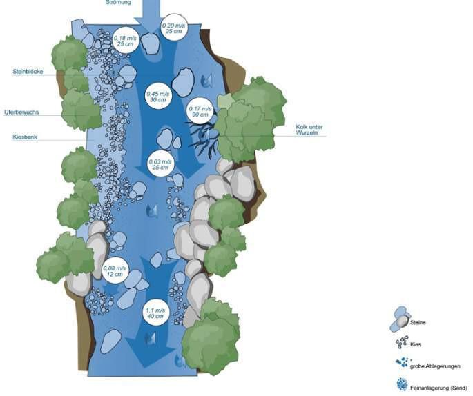 Vielfalt der Struktur und Strömungsmuster der Fließgewässer Strukturreichtum führt zur Ausprägung unterschiedlichster Teillebensräume mit verschiedenen Strömungsverhältnissen, die von verschiedenen