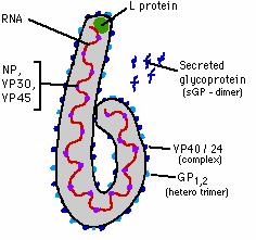 Ribonucleoprotein Complex NP Nucleocapsid Strukturprotein VP30 Minor nucleoprotein, RNA bindend