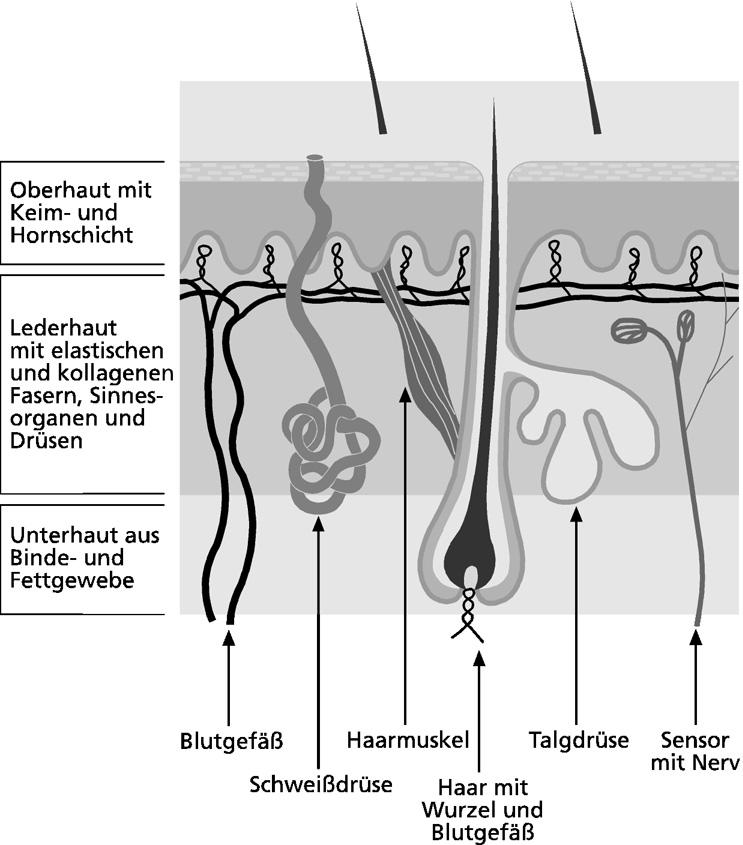 Anatomie und Funktion der Schweißdrüsen 15 Abbildung 1: Schematische Darstellung der einzelnen Hautschichten.