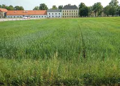 Bionet-Winterweizenversuche West (Oberösterreich) Standort: Vorfrucht: Bodentyp: Klima: Lambach Pferdeweidemischungen Pararendsina 8,4 C durchschnittliche Jahrestemperatur, 944 mm Jahresniederschlag