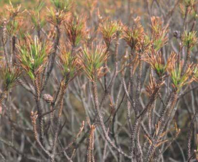 Lecanosticta-Nadelbräune In Europa scheint Pinus mugo, die