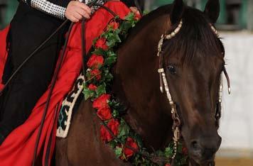 Stallion und NRCHA 2.7 Mio $ Sire u.v.m.