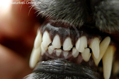 1. Das Gebiss zeigen Das Gebiss des Hundes ist ein sehr wichtiger Bestandteil bei der Bewertung, denn Zahnfehler werden überdimensional vererbt.