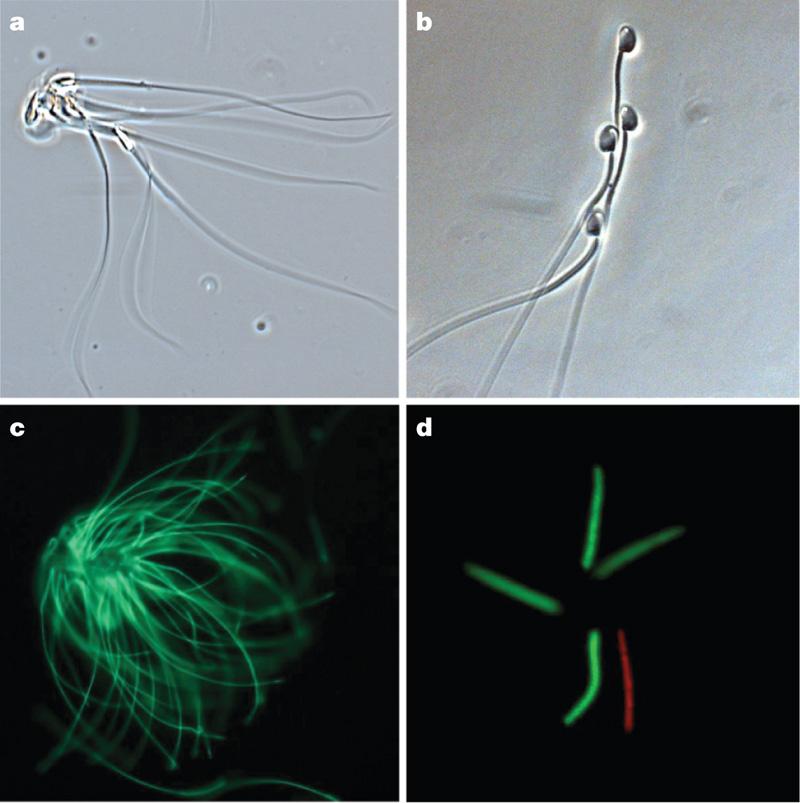 Cooperation bei Spermien (Kleinkantschil) Spermien werden durch Aggregation schneller.