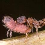 Parasitismus Maculinea (Ameisenbläuling) Larven werden von Ameisen "adoptiert" und