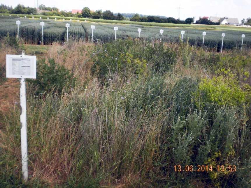 2014 22 Blühende Landschaft mehrjährig Süd Eiselau; Mieger