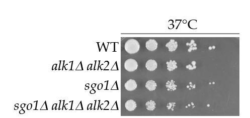Ergebnisse von ALK1, ALK2 und SGO1 zeigte keinen synthetischen Wachstumsdefekt (Abbildung 4.35). Dieser Stamm hatte wie die sgo1δ-einzelmutante Kolonien von Wildtyp-Größe.