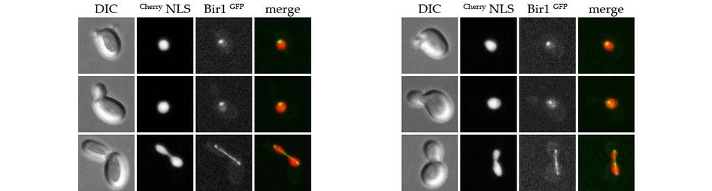 CHERRY-SWI5-S/A-tCYC1-HIS3 natnt2-pgall-cdc20) (A) W12358 (IPL1-yEGFP-tADH1-SpHIS5), W12359 (alk1δ::ura3 alk2δ::natmx4 IPL1-yEGFP-tADH1-SpHIS5), (B) W11865