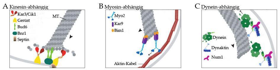Einleitung Der dritte Weg der Spindelorientierung ist Aktin-unabhängig, findet in der Anaphase statt und benötigt den kortikalen Dynein/Dynaktin-Komplex.