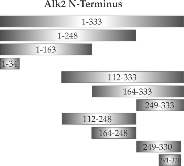 Ergebnisse zu definieren, wurden verschiedene C- und N-terminale Verkürzungen des N-terminalen Bereichs von Alk2 hergestellt (Abbildung 4.3).