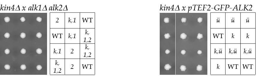 Ergebnisse Frage einer genetischen Interaktion der beiden Gene zu klären, wurde einerseits ein kin4δ- Stamm mit der alk1δ alk2δ Mutante gekreuzt und andererseits mit einem Stamm, mit dem Genotyp