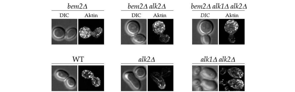 Ergebnisse arretiert. Neben der morphologischen Analyse wurde zudem das Aktin-Zytoskelett durch Phalloidin-Färbung untersucht.