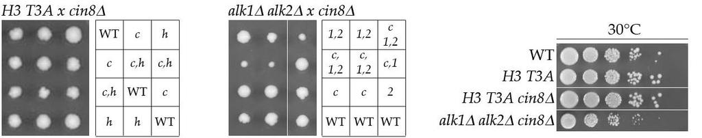 Ergebnisse Analyse wurde ein Stamm generiert, der die Histon-Mutation in Kombination mit der CIN8- Deletion aufwies.