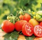 80-100 g Eierfrucht ovalförmige, rote Tomate mit guten Resistenzeigen schaften,