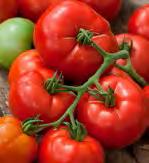 Tomate, guter Geschmack, auch veredelt erhältlich, Fruchtgewicht 15-18 g Fleischtomate aromatische,
