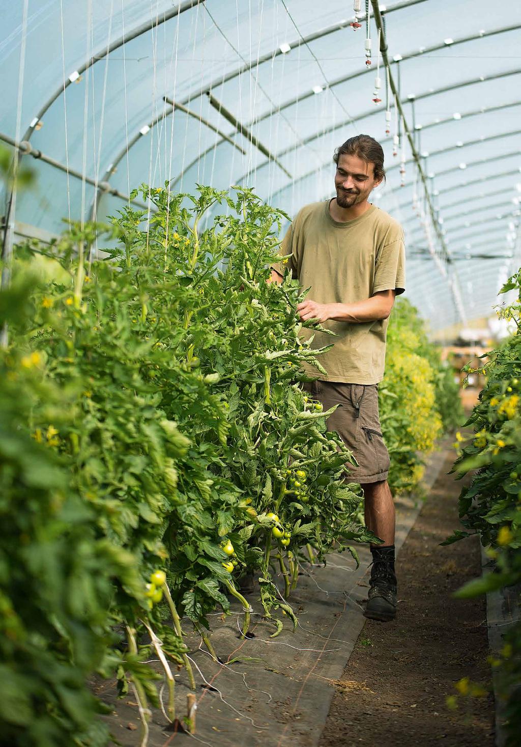 Student Umweltingenieurwesen Regionaler Gemüseanbau steht für einen nachhaltigen Umgang mit Lebensmitteln.