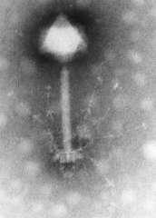 500nm Blauzungenvirus Lambda Phage Phage S-PM2