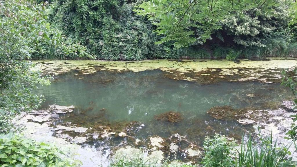 30 Vorstellung untersuchter Pflanzenarten Abbildung 9: M. heterophyllum-bestand am Floßgraben in Leipzig (Juli 2016) 4.2 Elodea nuttallii 4.2.1 Ursprung und Ausbreitung Die submerse Pflanze Elodea nuttallii (Planch) St.