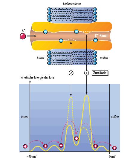 Funktionelles Modell der Kanalaktivität- Wechselwirkung zwischen der Ionen und der Kanal Pore Spontane Oszillation (Konformationswechsel) des Moleküls Filtermechanismus in der Kalcium Kanäle: Karboxy