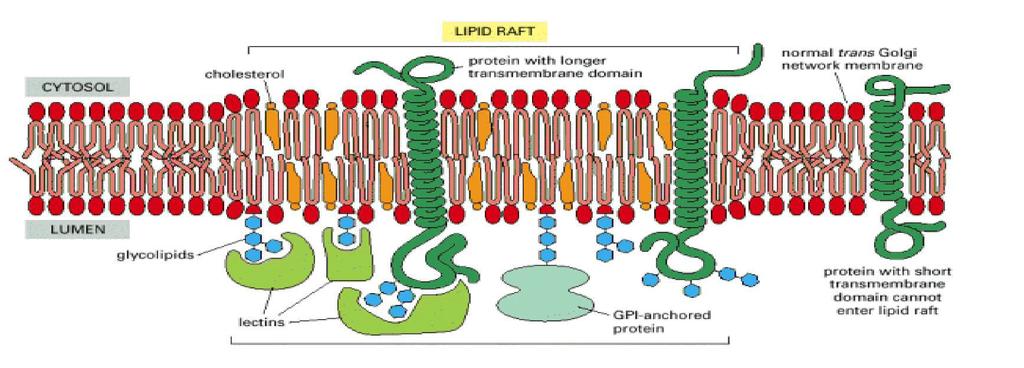Neues Trend: die Lipid Raften (Flössen) Bedeutung: ein Platform für räumliche Organisation von der Elemente der Potein (und Lipid) Komplexe (Rezeptoren, Signalübertragung, Exo/Endozytose usw.