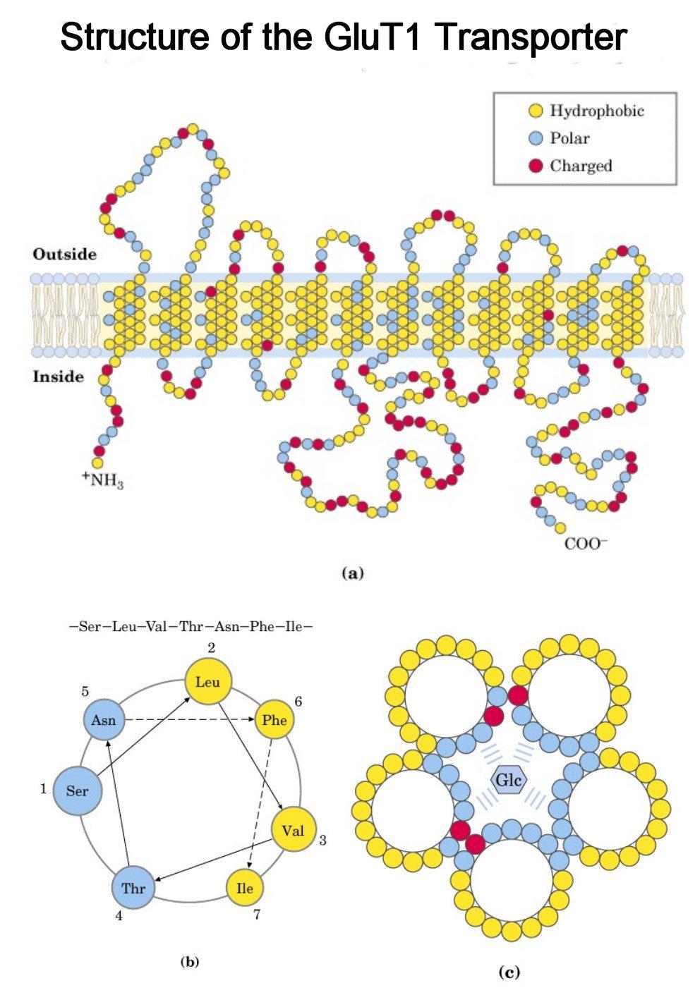 Beispiel: Aufbau der Glucose Transporter - 1 Molekül 12 transmembran Helix