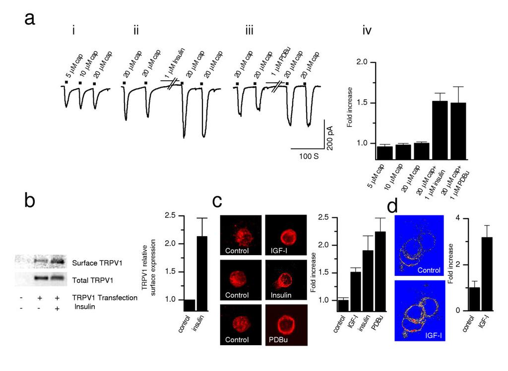 Intrazellulärer Transport der Membranproteine (Trafficking) Translokation von TRPV1 Protein in die Plasmamebran.