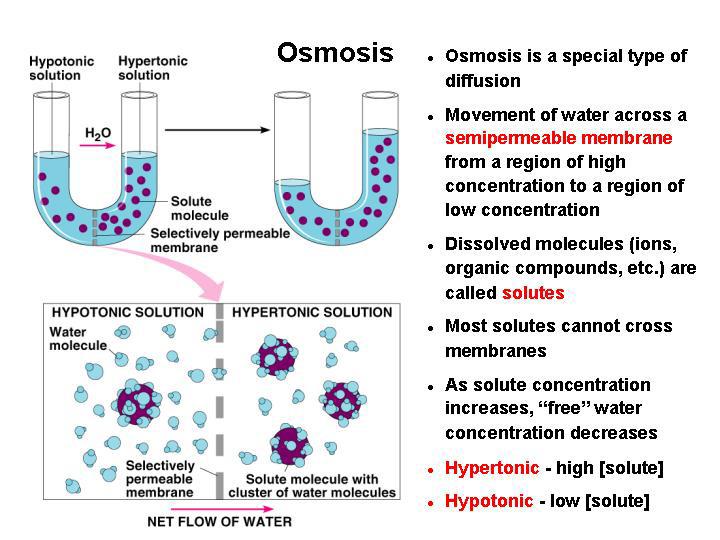Hypotone Lösung Hypertone Lösung Osmose Osmotischer Druck: P osm =R x T x n/v Osmolarität von Blutplasma: