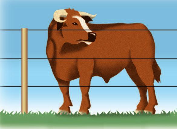 Zaunsysteme für die Rinderhaltung Der sichere Betrieb von Elektrozaunanlagen stellt einige grund legende Anforderungen an den Betreiber: Je nach Risikobereich werden folgende Zaunvorgaben gefordert:
