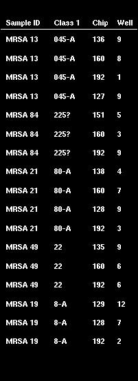 Ergebnisse Abb. 11: Analyse desselben Amplifikats der Stämme MRSA 13, 19, 21, 49 und 84 zu unterschiedlichen Zeitpunkten unter Verwendung unterschiedlicher Chips.