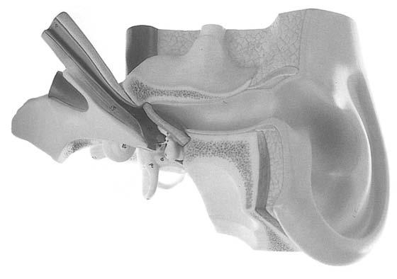 Modelle des Gehörorgans Halterung für Felsenbeinpräparate Modelle des Gehörorgans ca.