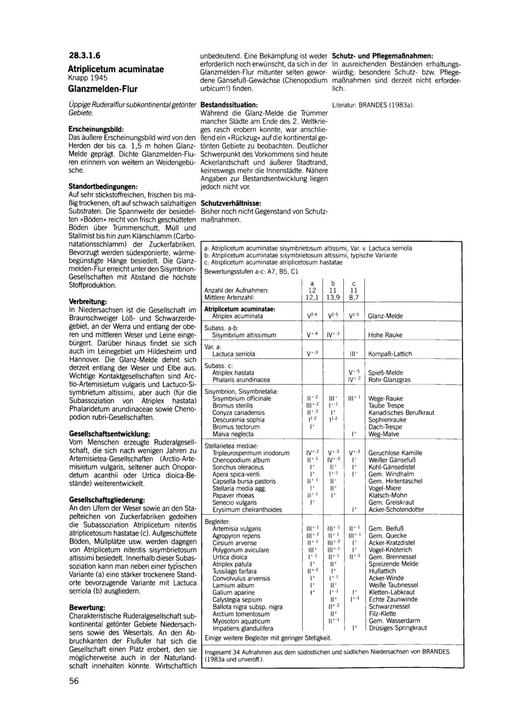 28.3.1.6 Atriplicetum acuminatae Knapp 1945 Glanzmelden-Flur unbedeutend.