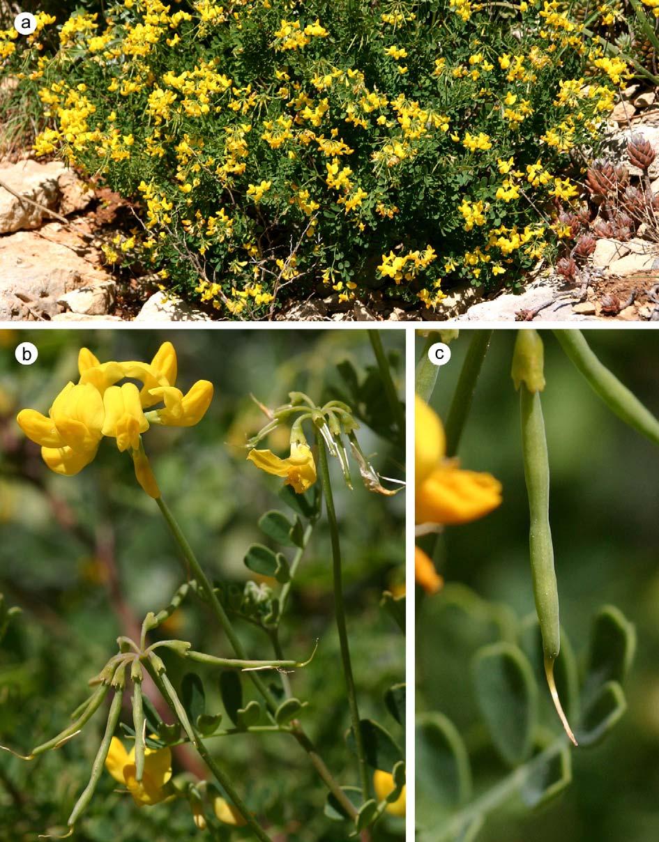 Abb. 64: Coronilla valentina L. ssp. glauca (L.) Batt.