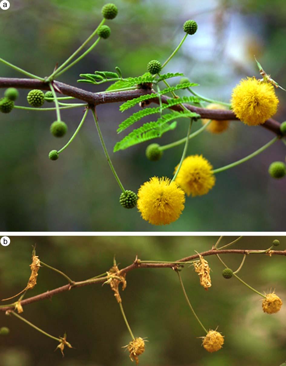 Abb. 3: Acacia farnesiana (L.) Willd.