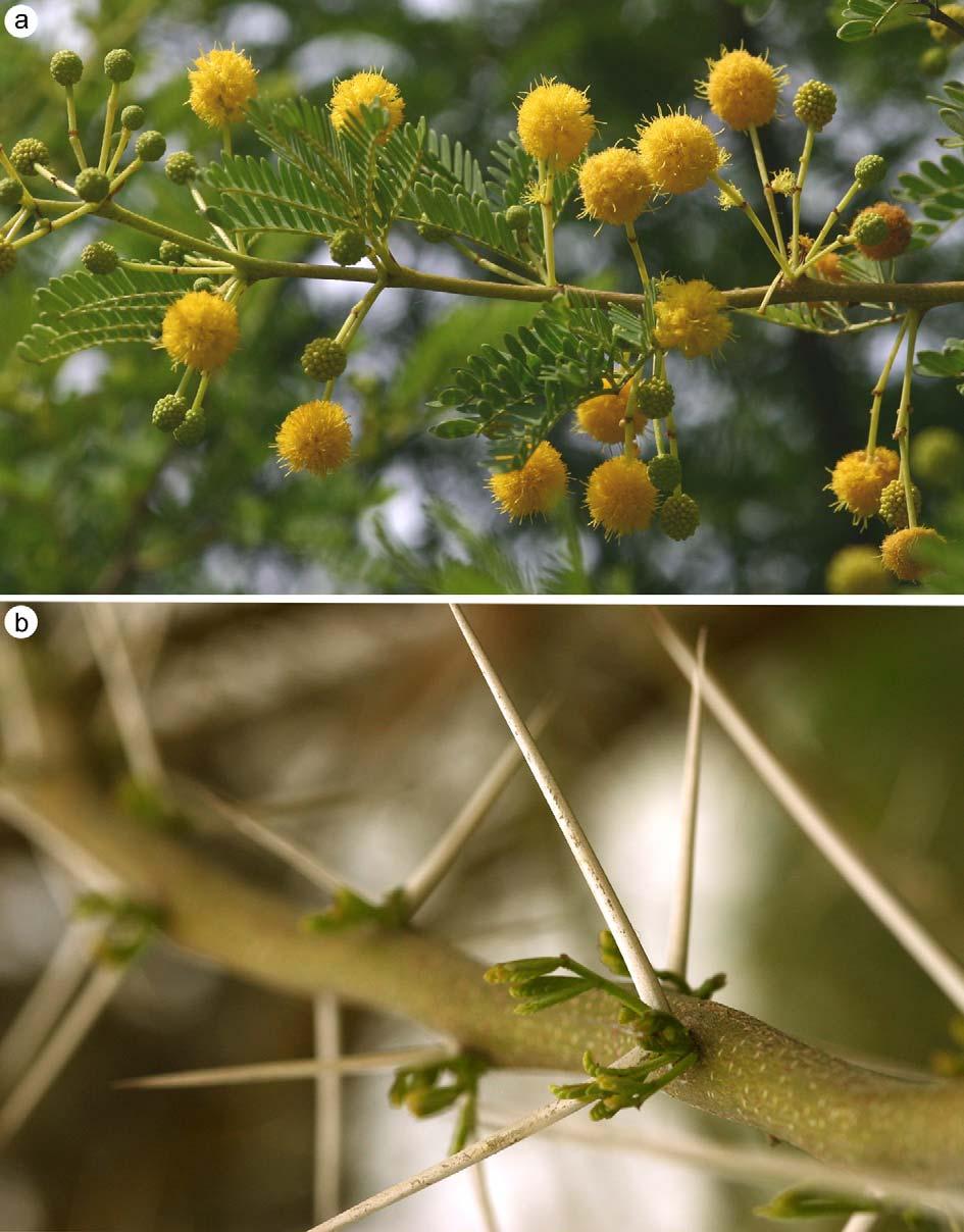Abb. 4: Acacia karroo Hayne: a) Zweig mit kugeligen Blütenständen und Fiederblättern.