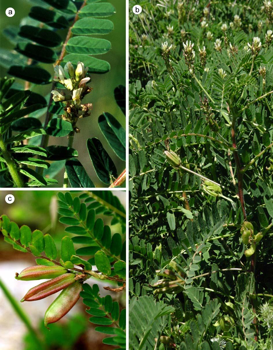 Abb. 9: Astragalus boeticus L.