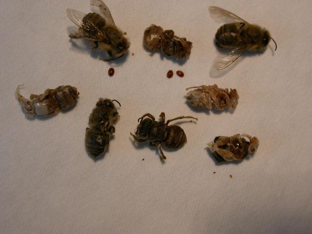 Verkrüppelte Bienen u.