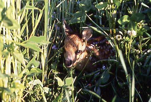 CL 1450 Standardmischung A für Niederwildäcker und Grünbrachen 3,20 / kg Diese, insbesondere zur Begrünung von Ackerflächen geeignete Mischung hat in vielen Revieren zu einer deutlichen Verbesserung