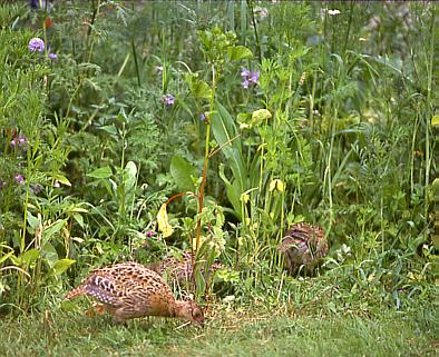 CL 1650 Niederwildmischung 3,50 / kg Die Entwicklung der Niederwildbesätze bereitet den Jägern zunehmend große Sorgen.