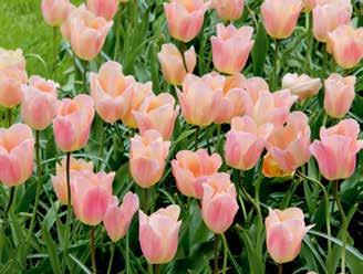Tulpen Einfache frühe Tulpen 60 Stück, Freilandblüte ab Anfang April, niedrig für Beetpflanzung. 34370 'Aafke ', malvenrosa. 30 11 / 12 5.4 M 34381 'Apricot Beauty', lachsrosa, rot überhaucht.