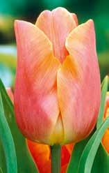 Einfache frühe Tulpen Fortsetzung 34981 'Jenny', gelb-orange gefiedert, auf orangefarbenem 45 11 / 12 5.4. M Grund mit bengalisch rosa Flamme, er- innert an einen Sonnenaufgang.