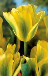 Viridiflora-Tulpen Fortsetzung 47060 'Flaming Springgreen ',